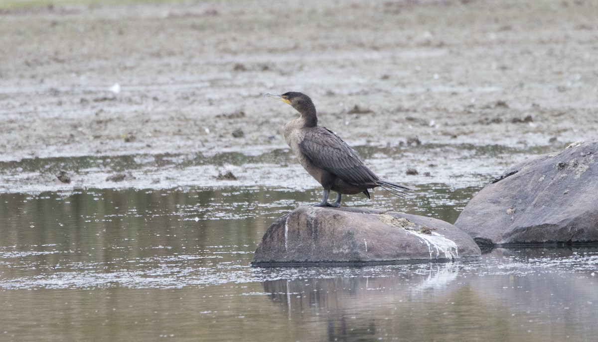 Double-crested Cormorant - ML644456123