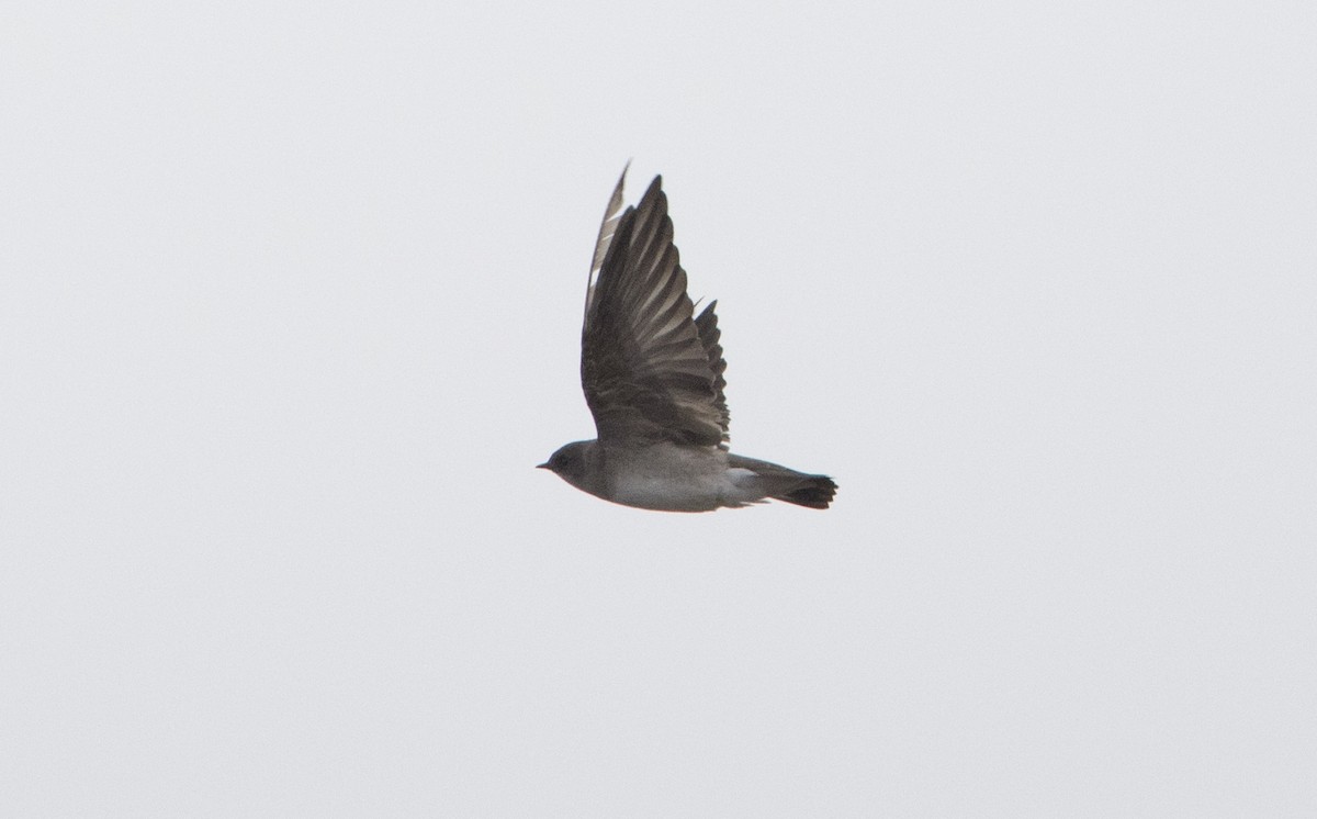 Northern Rough-winged Swallow - ML644456127