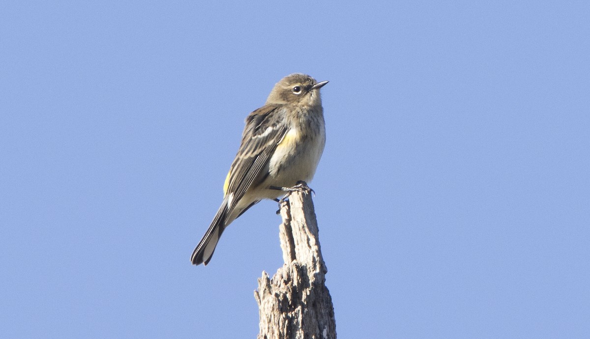 Yellow-rumped Warbler - ML644456129