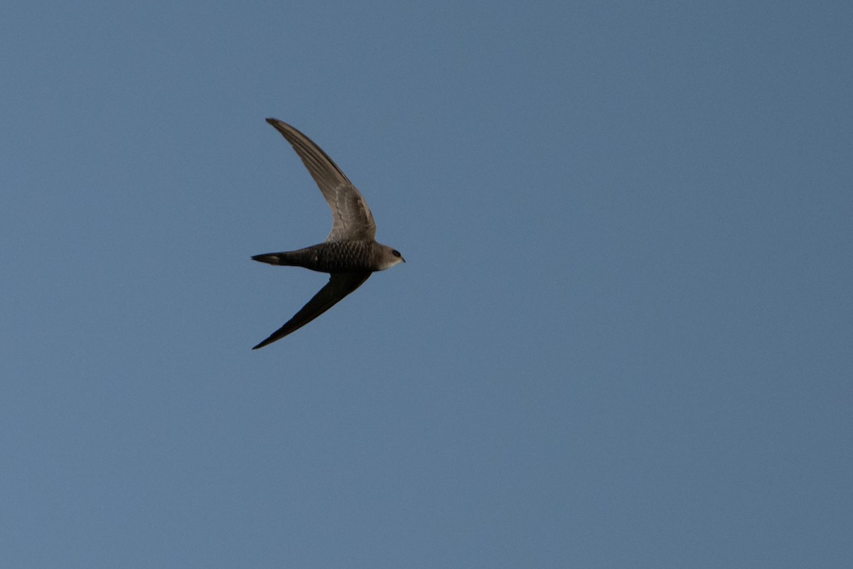 Pallid Swift - ML644456135