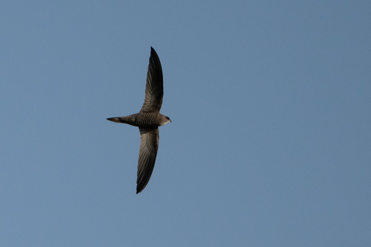 Pallid Swift - ML644456137