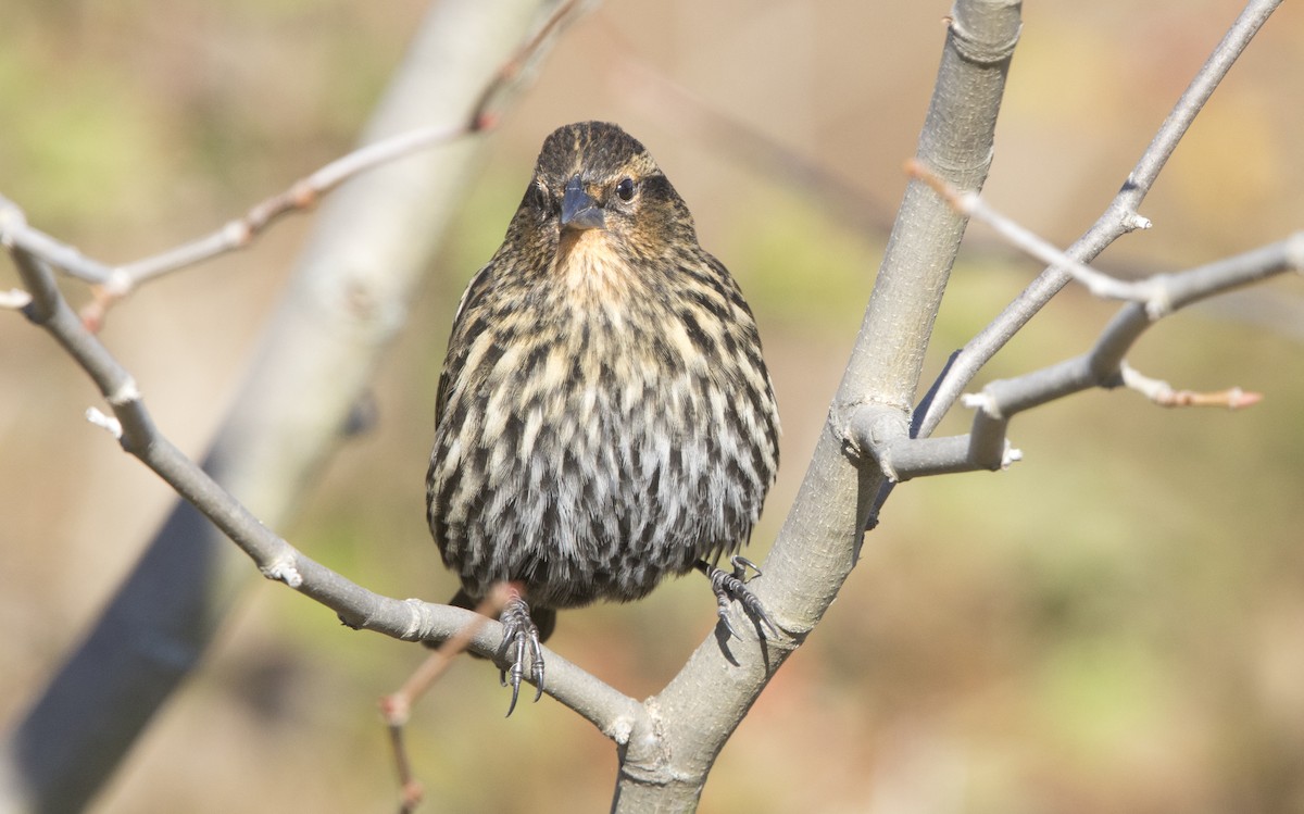 Red-winged Blackbird - ML644456139