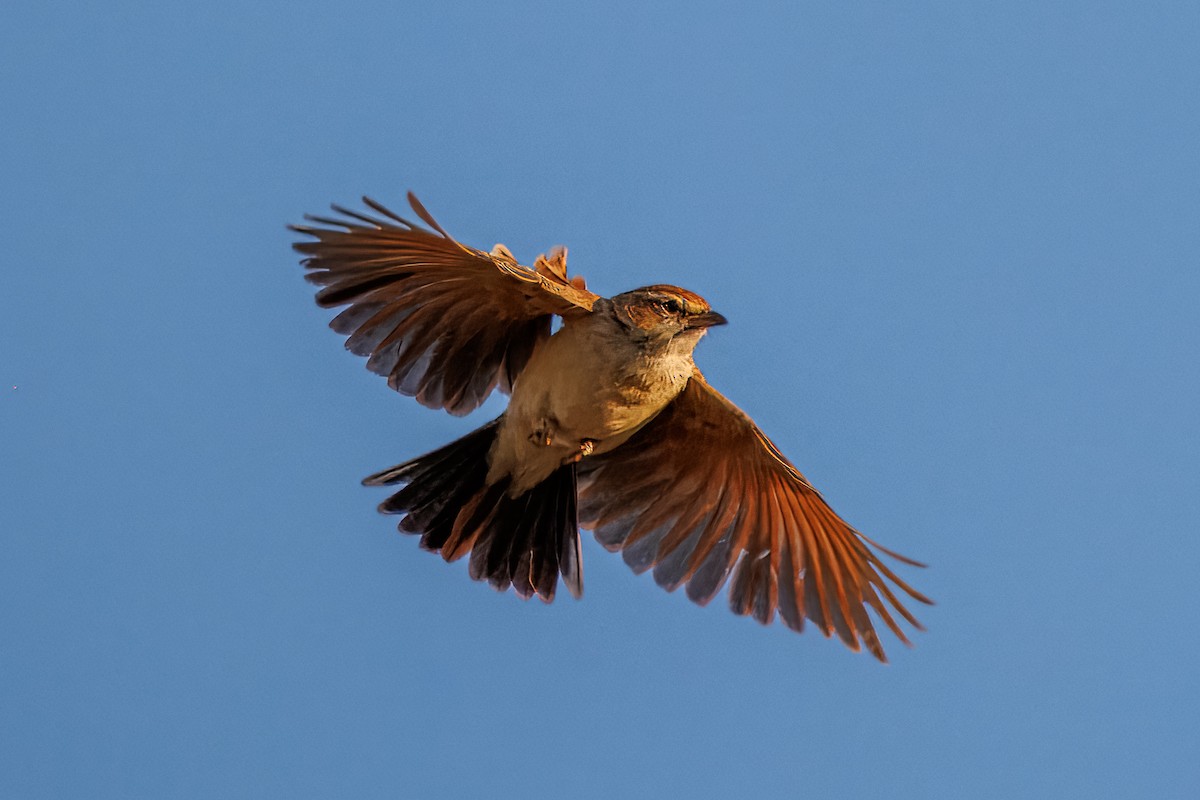 Fawn-colored Lark (Fawn-colored) - ML644456162
