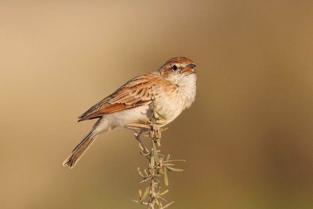 Fawn-colored Lark (Fawn-colored) - ML644456163