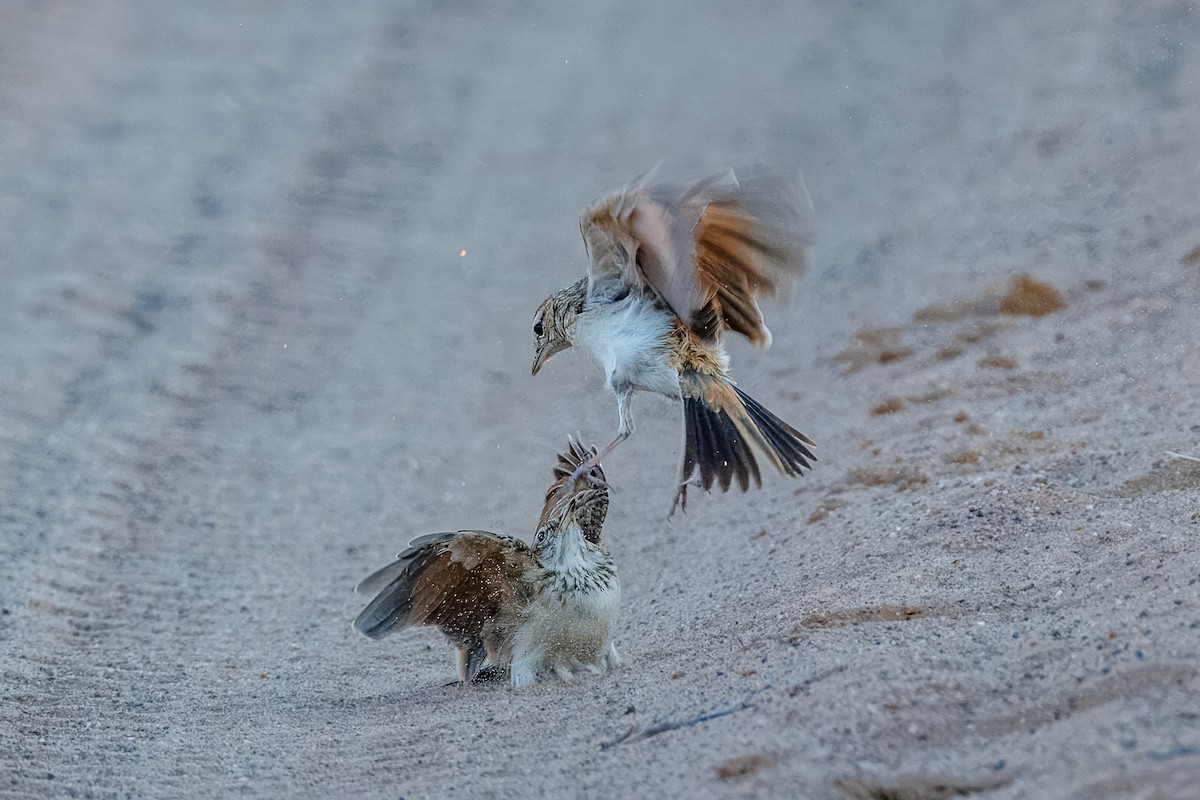 Fawn-colored Lark (Fawn-colored) - ML644456164