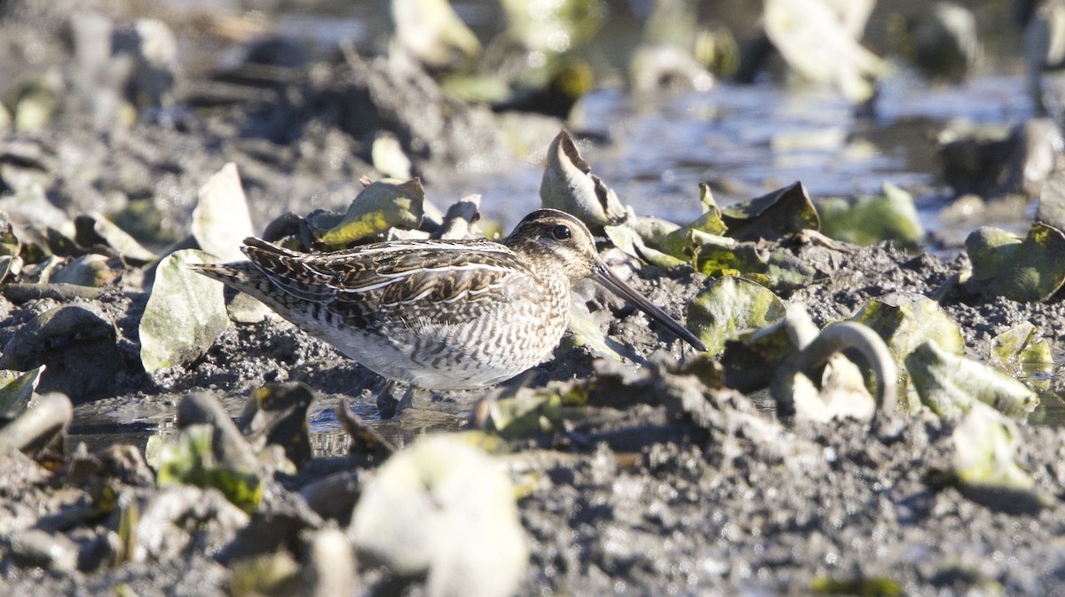 Wilson's Snipe - ML644456174