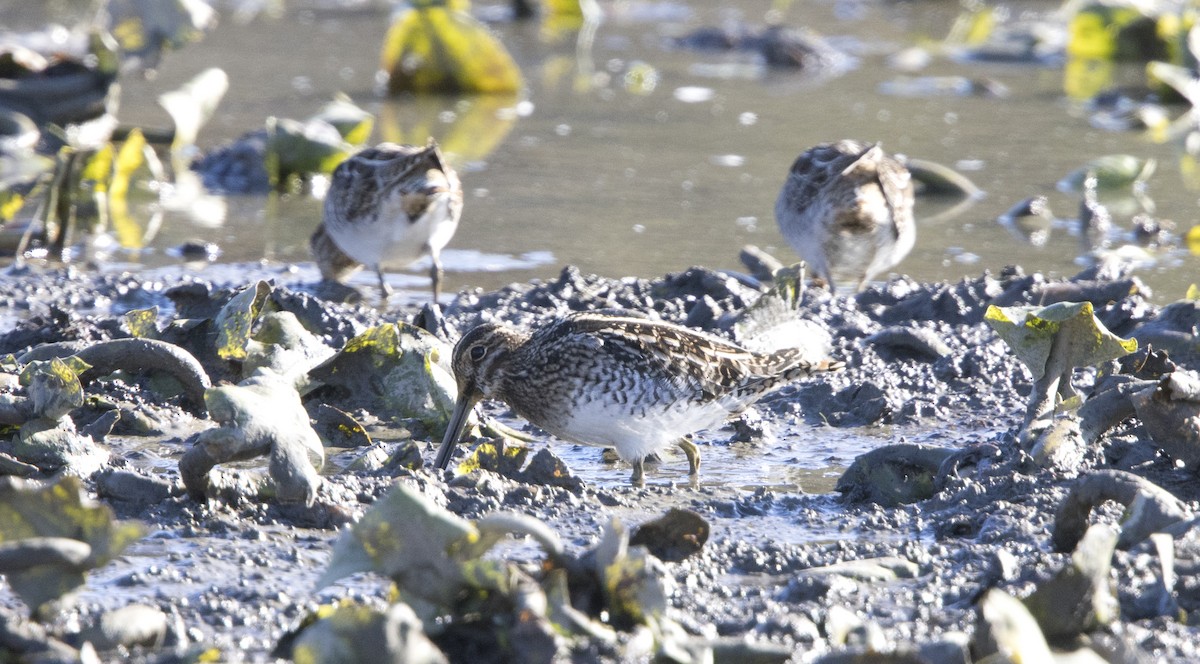 Wilson's Snipe - ML644456175