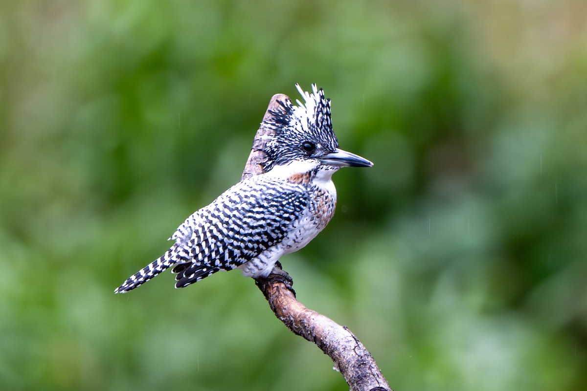 Crested Kingfisher - ML644456176