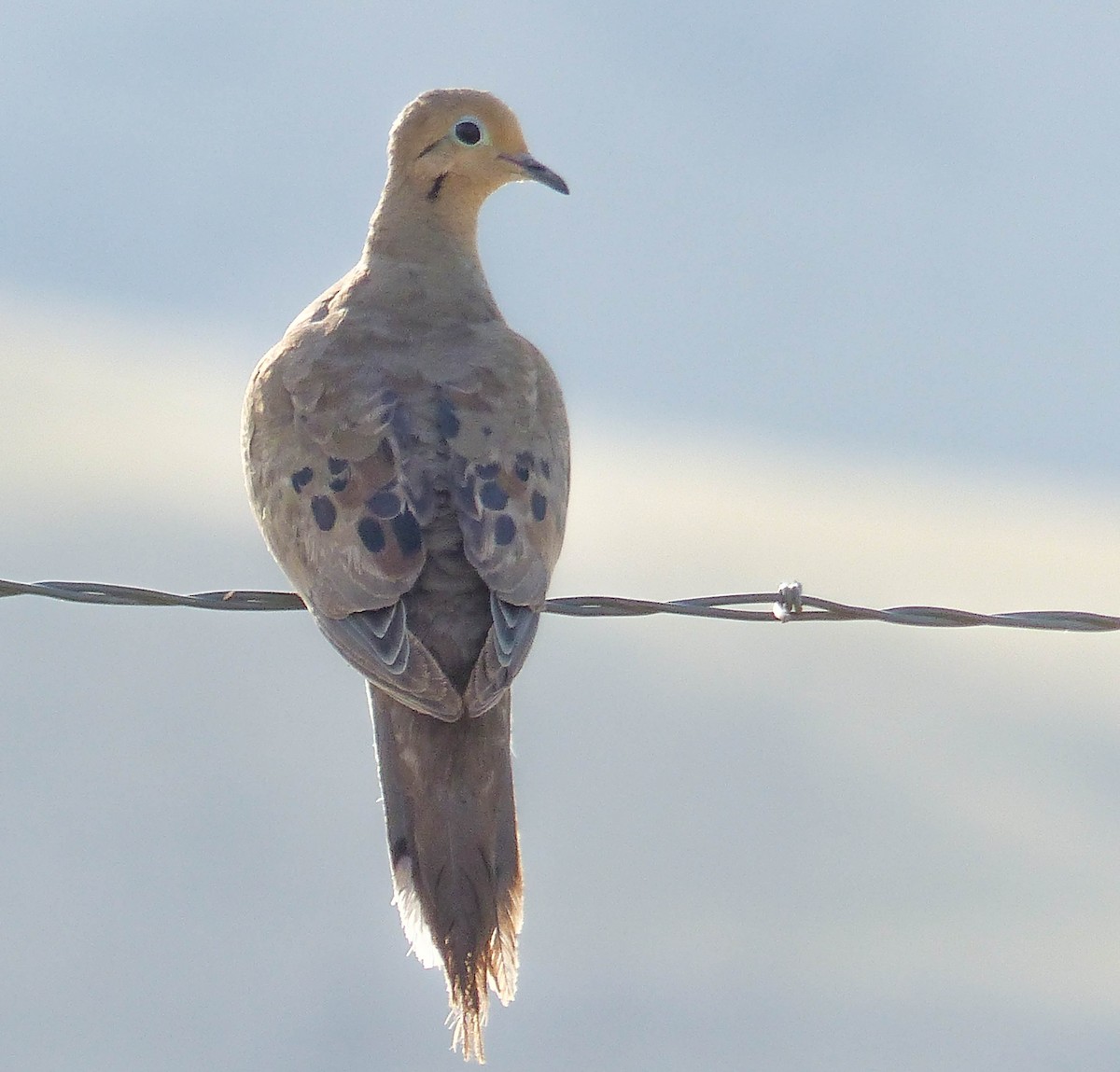 Mourning Dove - ML644456182