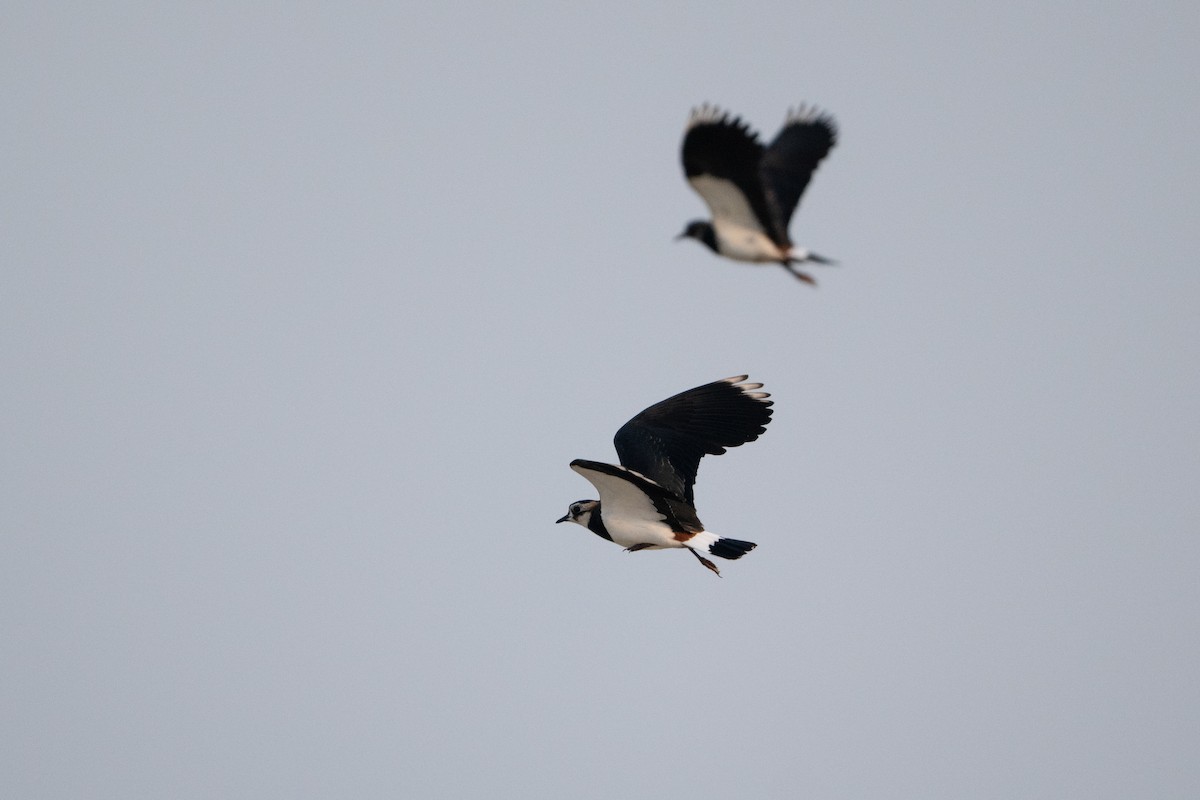Northern Lapwing - ML644456184