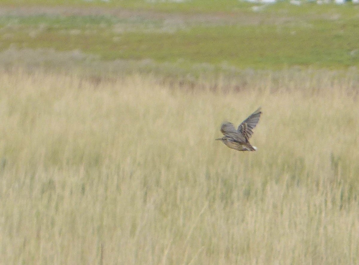 Western Meadowlark - ML644456185