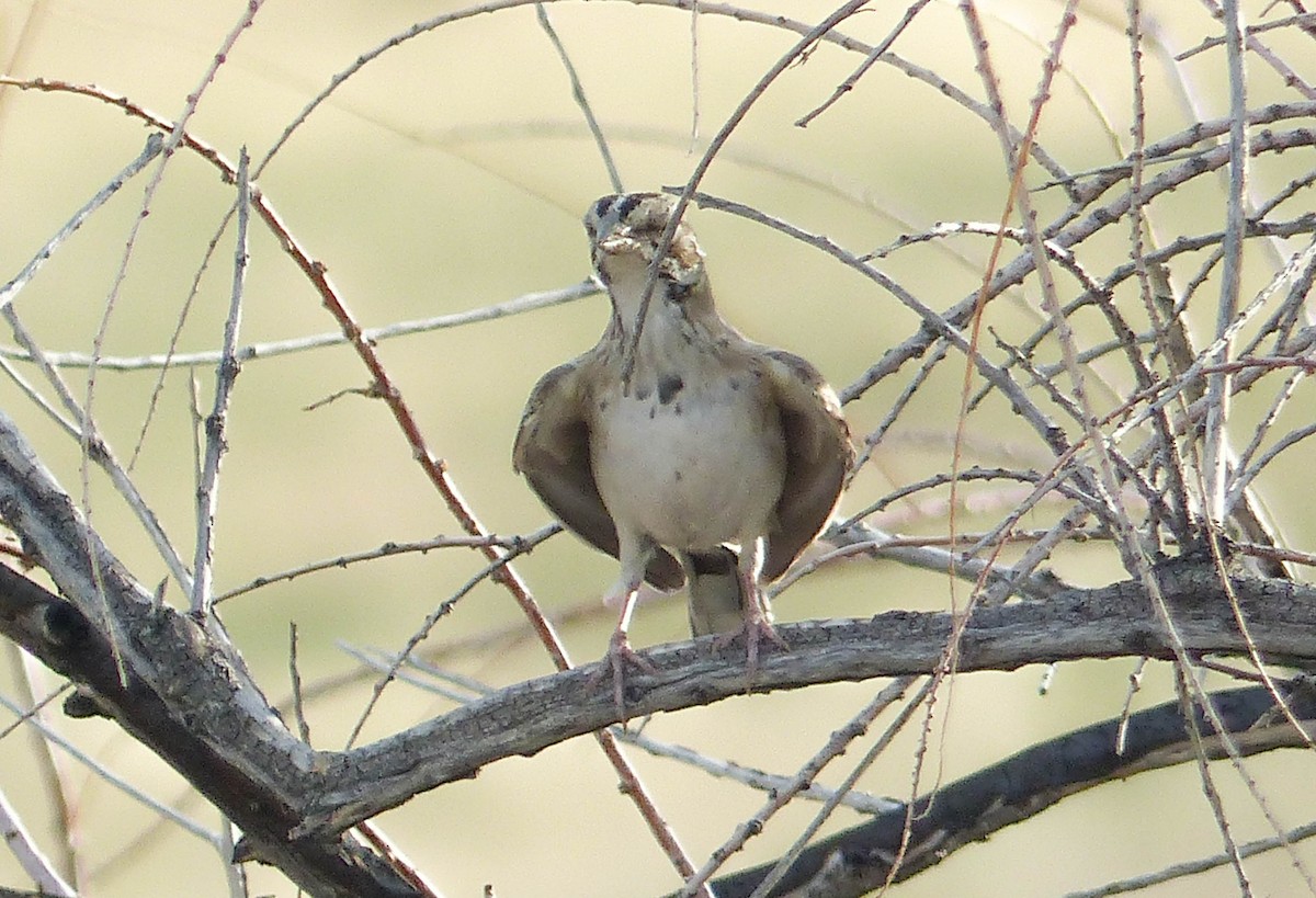 Lark Sparrow - ML644456187