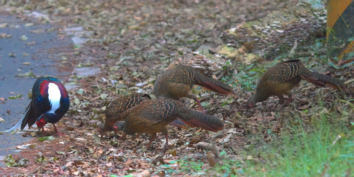 Faisan de Swinhoe - ML644456189