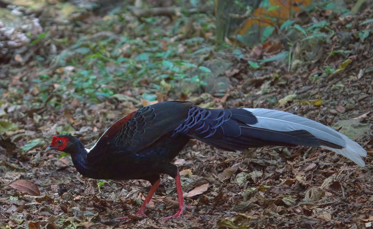 Faisan de Swinhoe - ML644456190