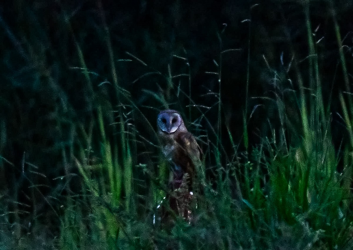 תנשמת מזרחית - ML644456194