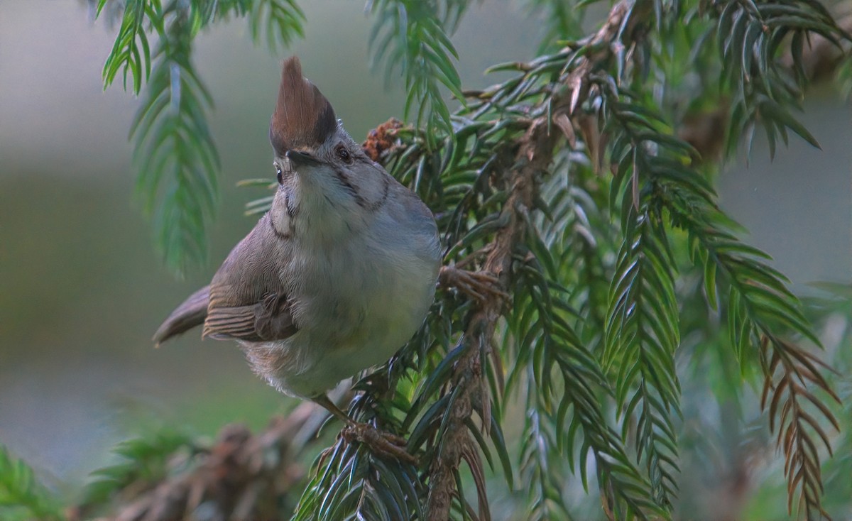 Taiwan Yuhina - ML644456199
