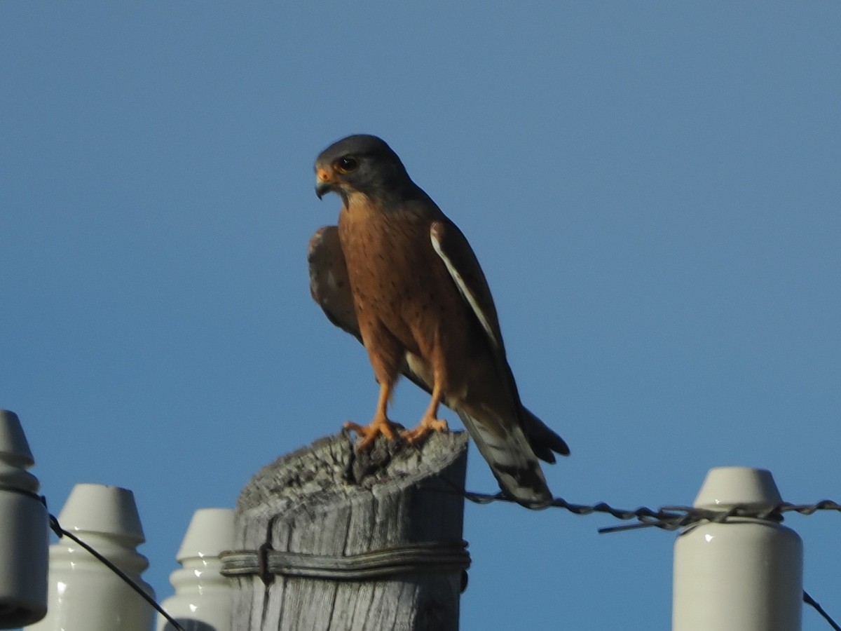 poštolka jihoafrická - ML644456200