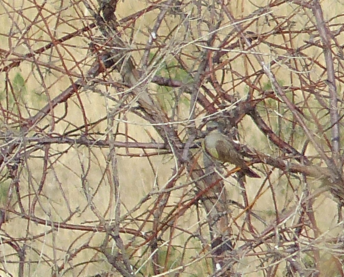 Western Kingbird - ML644456213