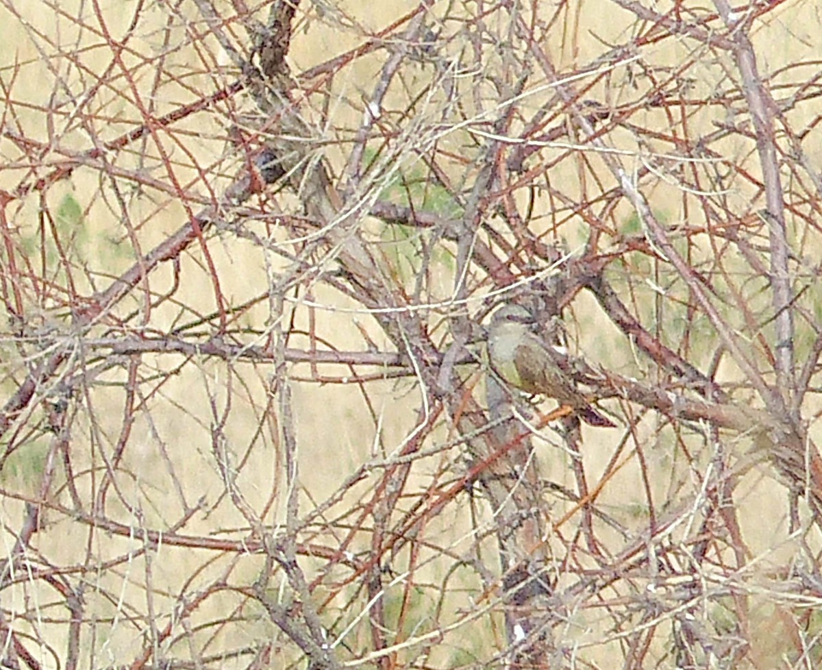 Western Kingbird - ML644456214