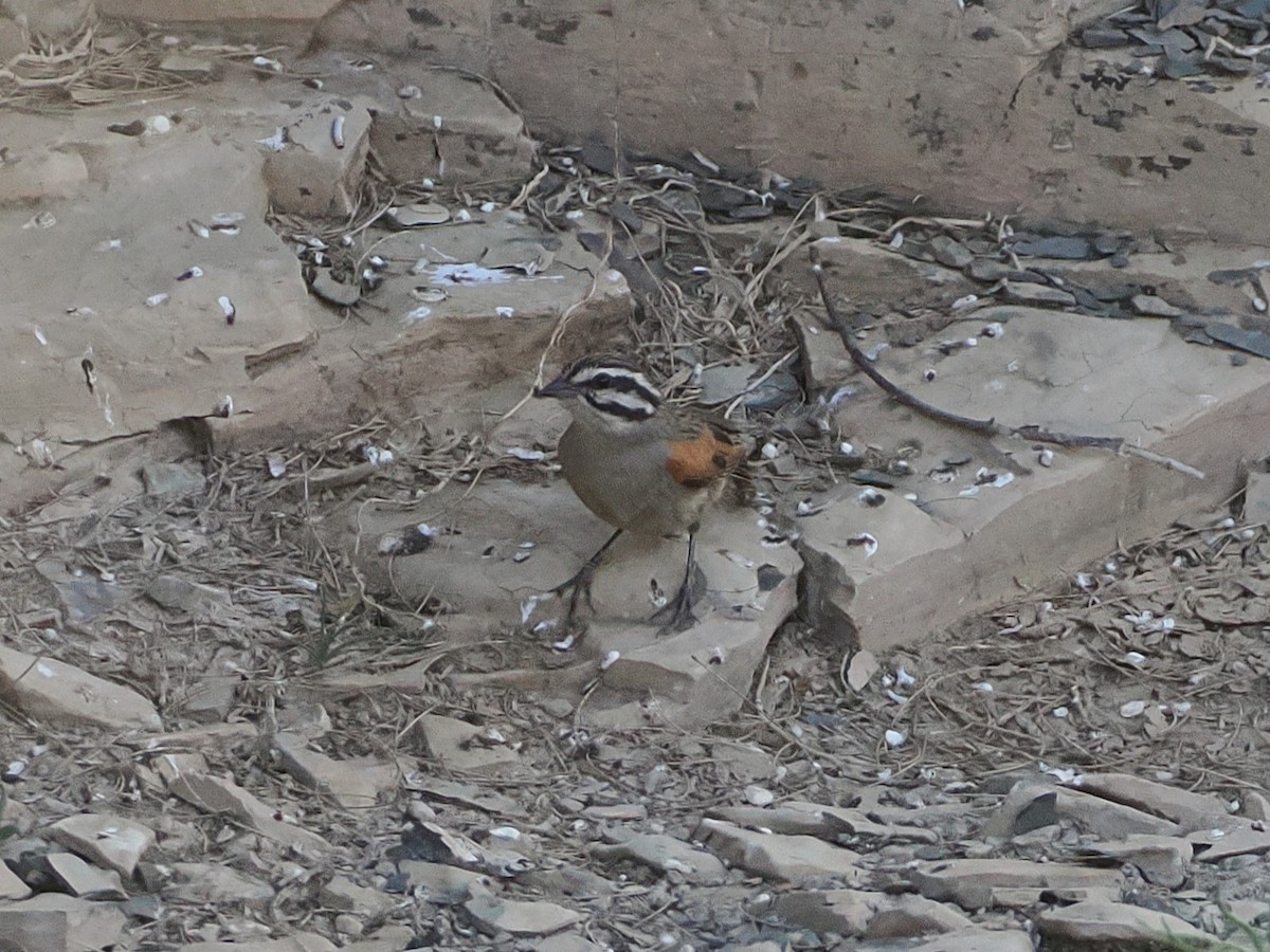 Cape Bunting - ML644456217