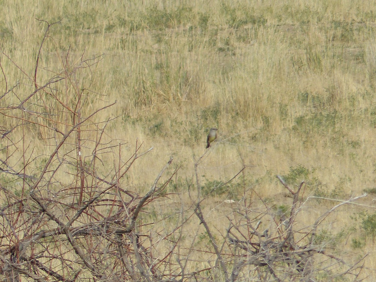 Western Kingbird - ML644456218