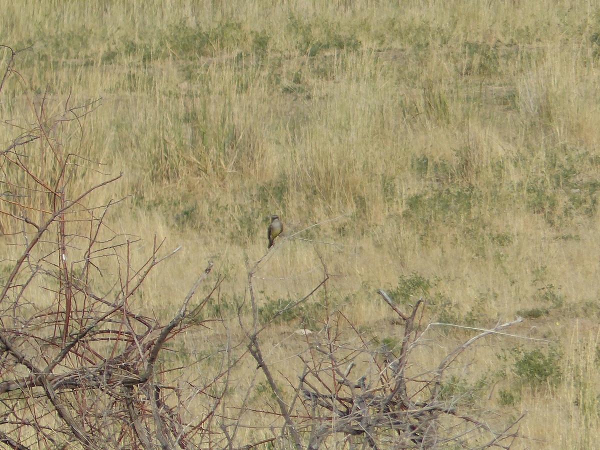 Western Kingbird - ML644456219