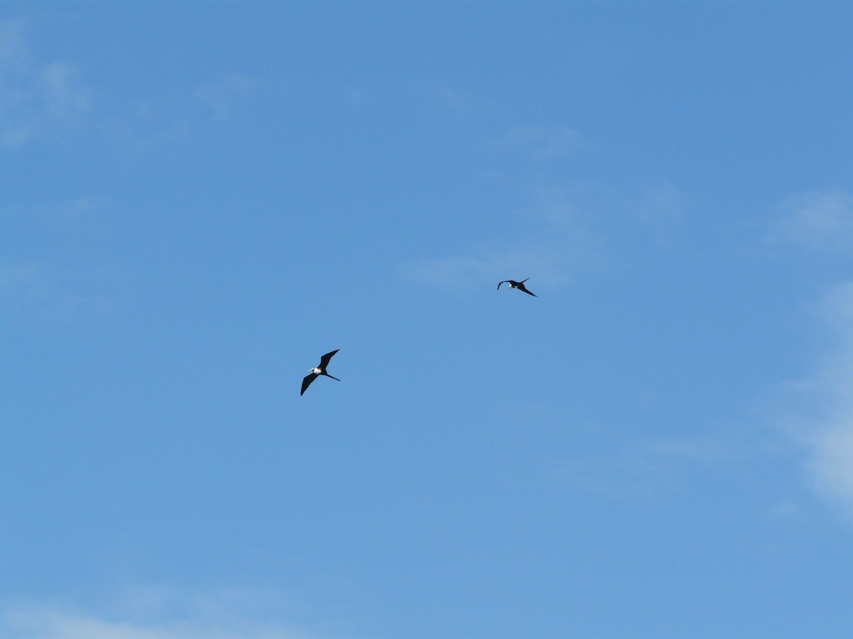 アメリカグンカンドリ - ML644456220