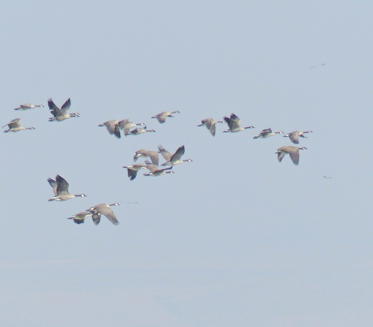 Branta kanadar handia - ML644456222