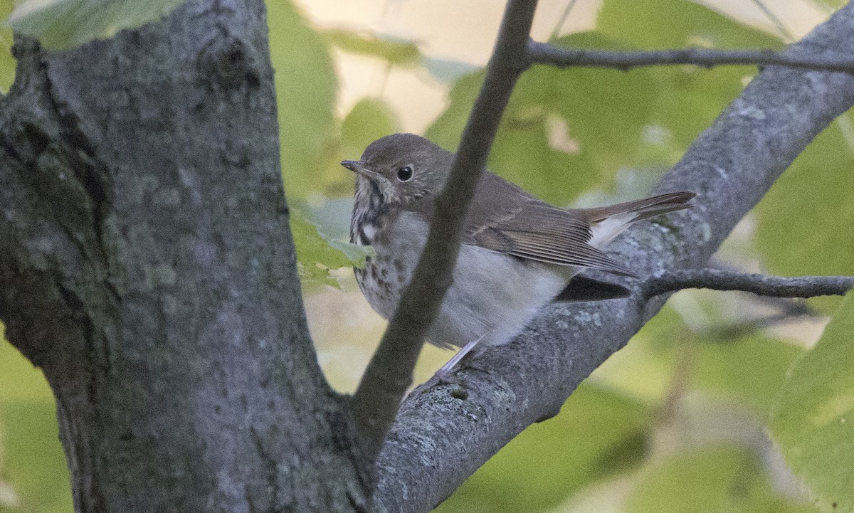 Hermit Thrush - ML644456223