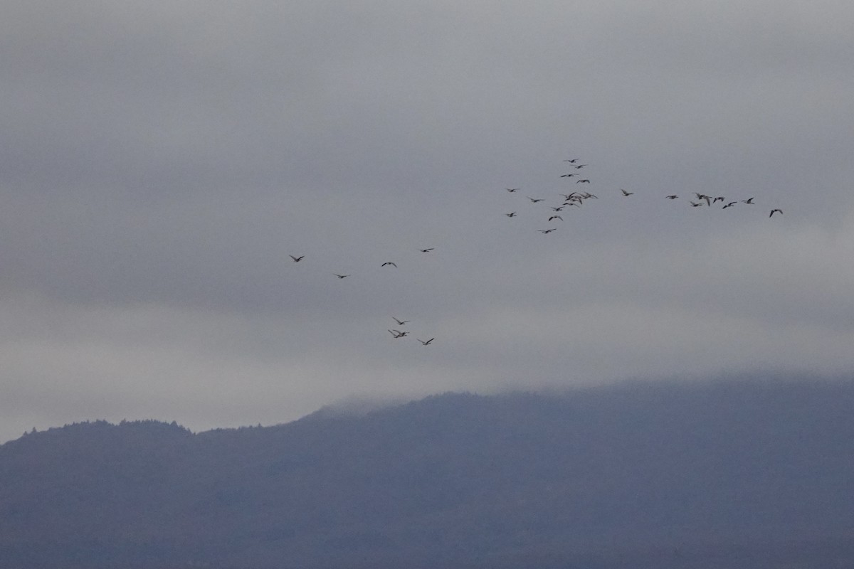 Branta kanadar handia - ML644456234