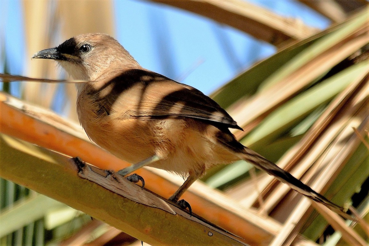 Fulvous Chatterer - ML644456253