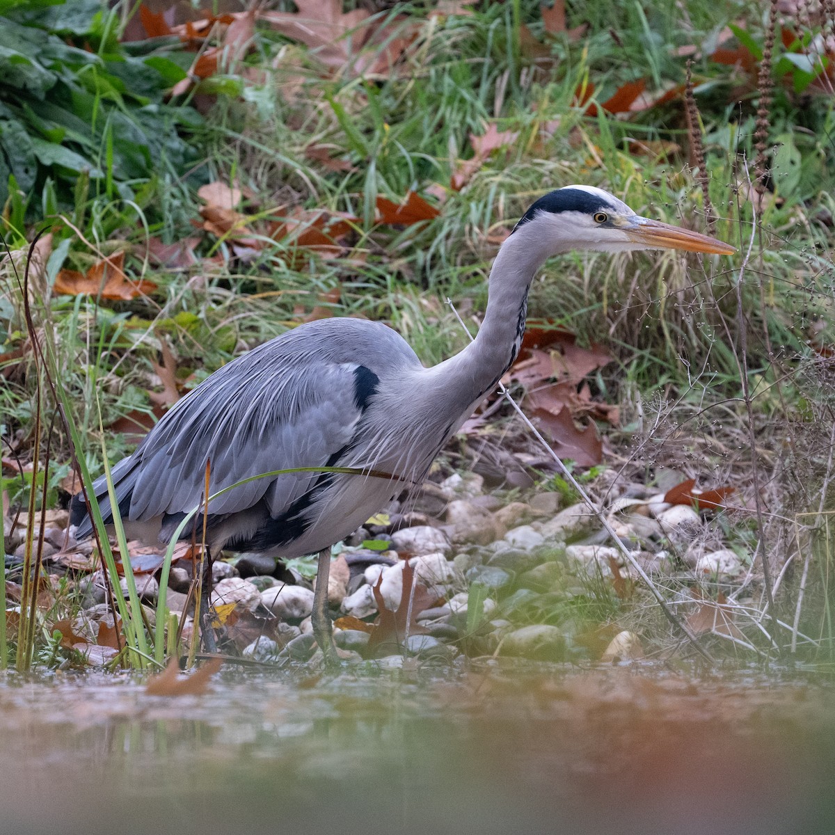 Хөх дэглий - ML644456255