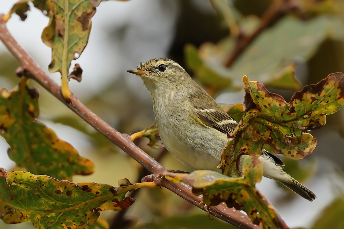 Yellow-browed Warbler - ML644456256