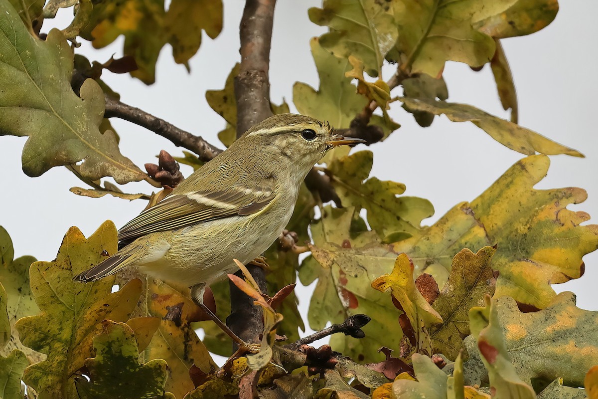 Yellow-browed Warbler - ML644456257