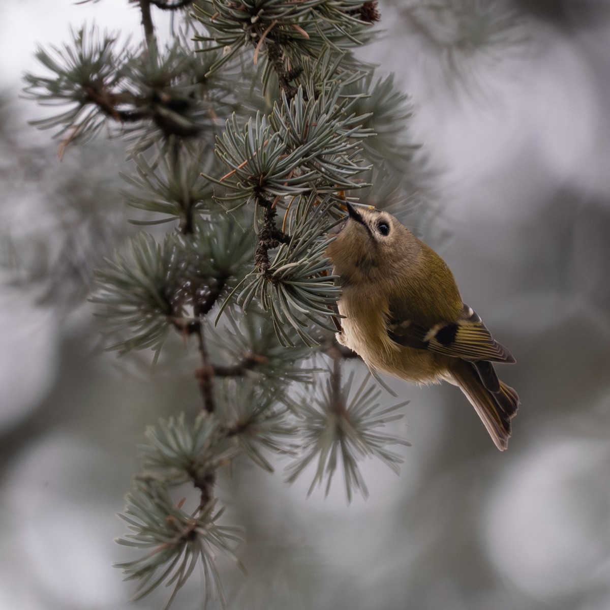 Шар мэлзэн задуулай - ML644456259