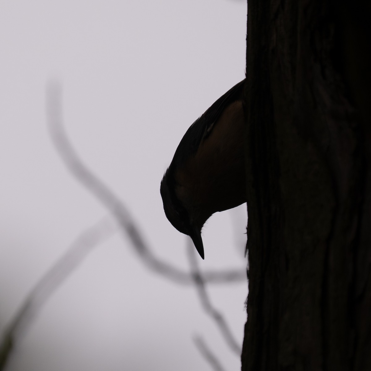 Өрнийн тоншголжин - ML644456264