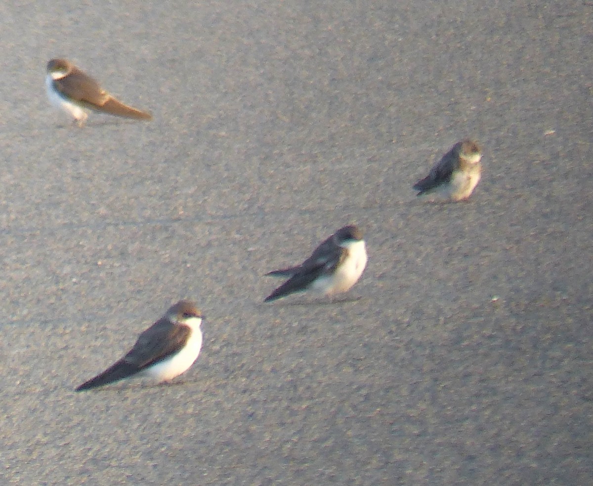 Bank Swallow - ML644456266