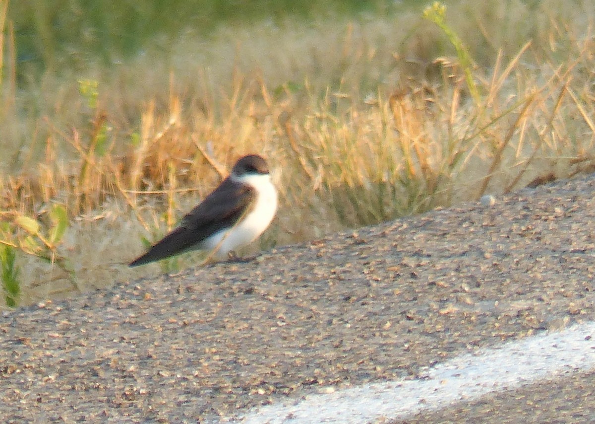 Bank Swallow - ML644456267