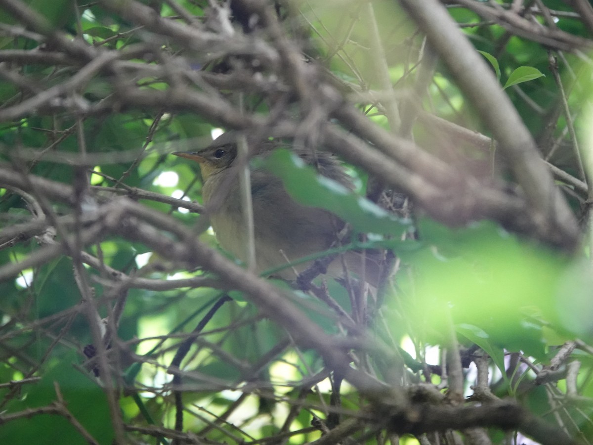 Middendorff's Grasshopper Warbler - ML644456277