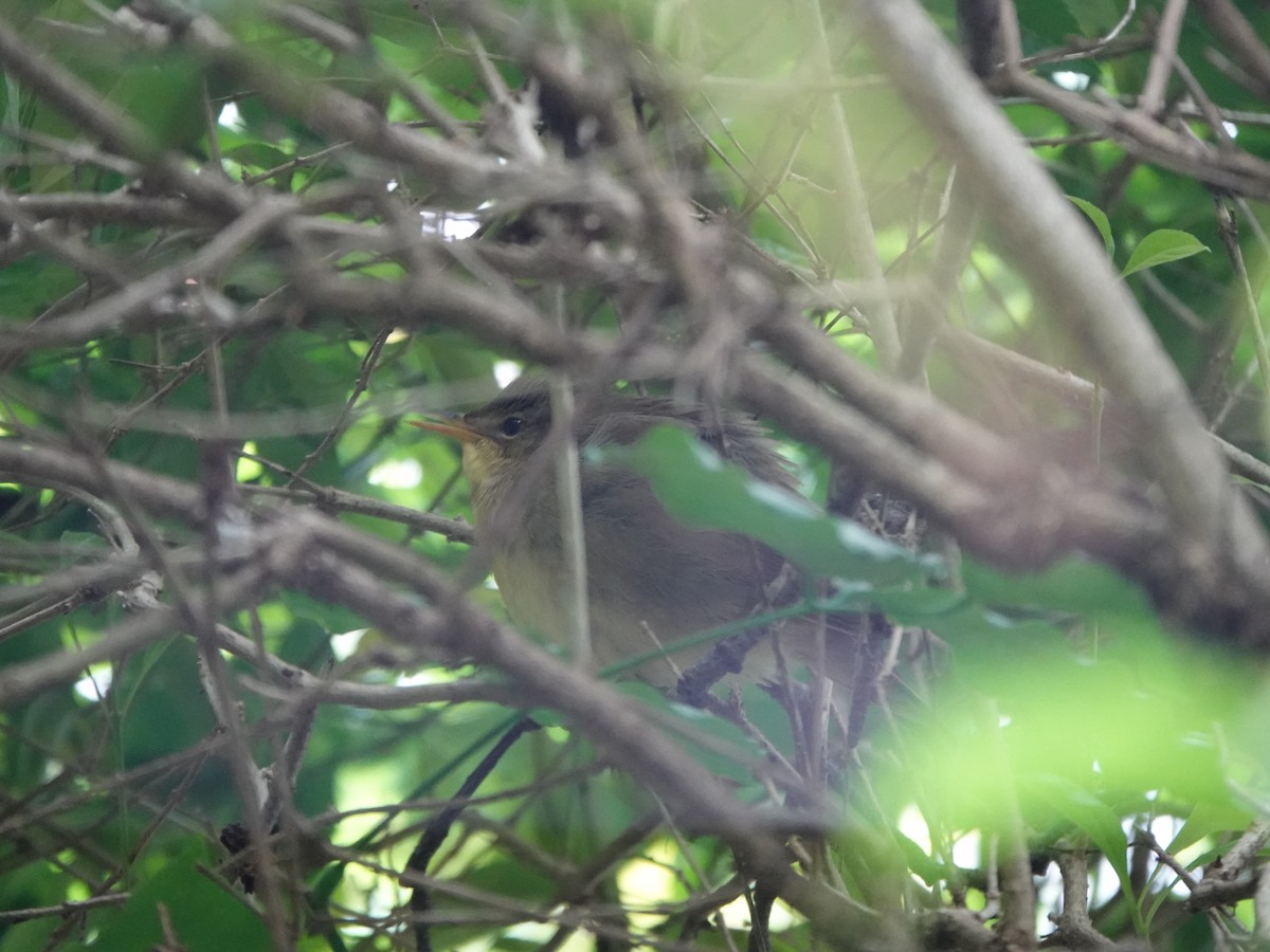 Middendorff's Grasshopper Warbler - ML644456278