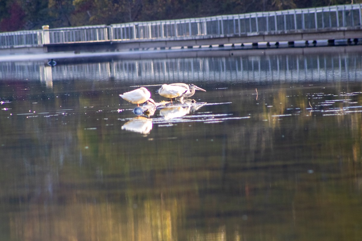 Great Blue Heron - ML644456279