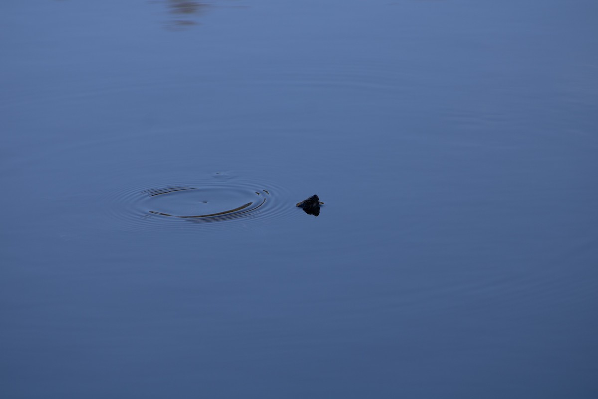 Reptiles - ML644456291