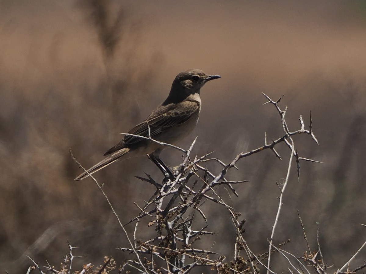 Chat Flycatcher - ML644456292