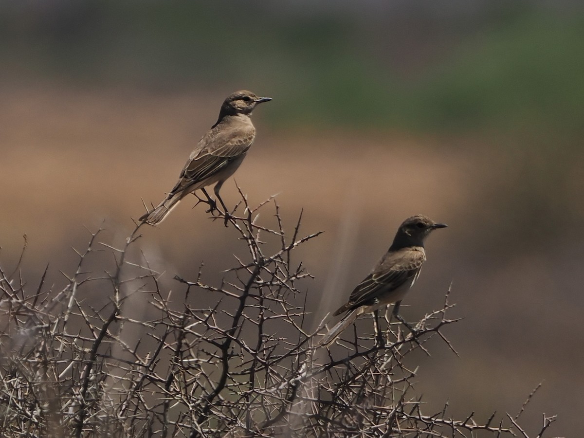 Chat Flycatcher - ML644456293