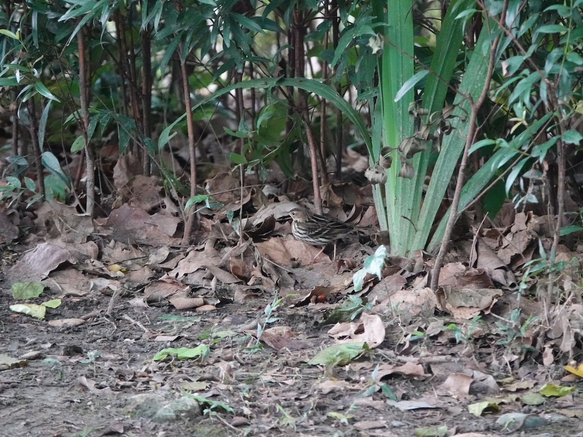 Pechora Pipit - ML644456295