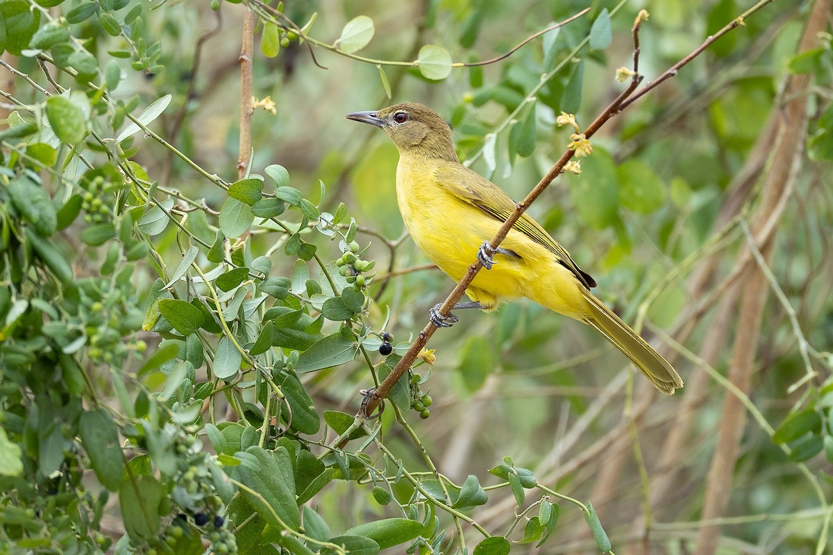 Yellow-bellied Greenbul - ML644456297
