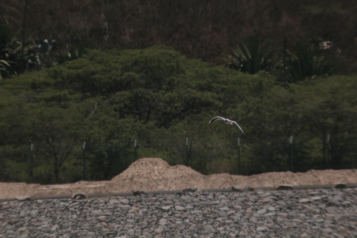 Andean Gull - ML644456298