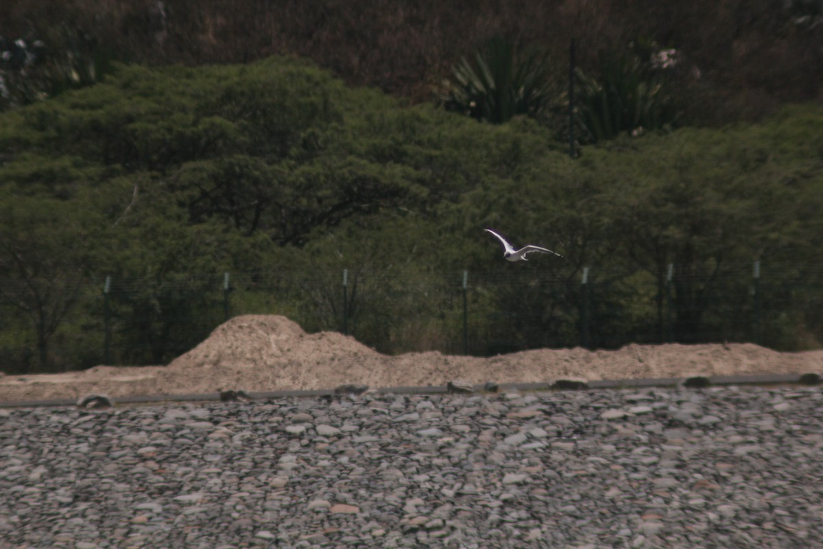 Andean Gull - ML644456299