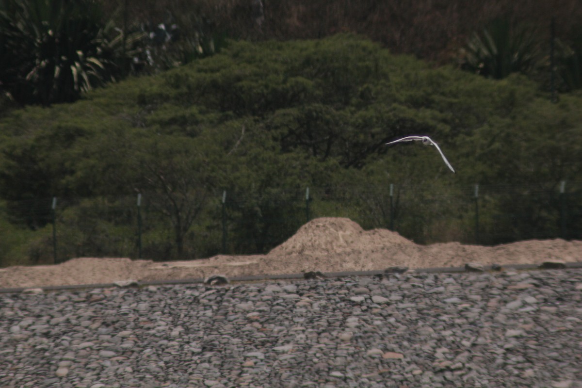 Andean Gull - ML644456300