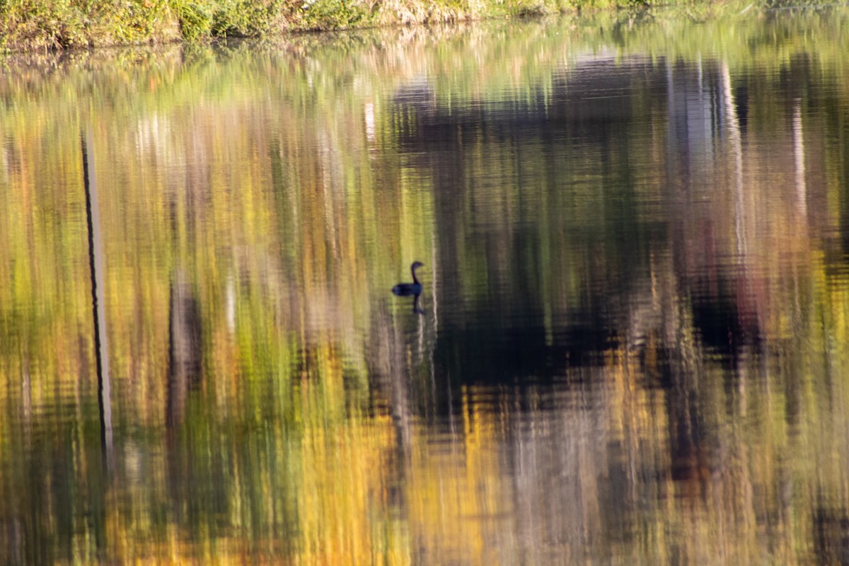 Pied-billed Grebe - ML644456307
